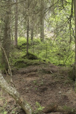 çam ve orman gölgede