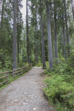 çam ve orman gölgede