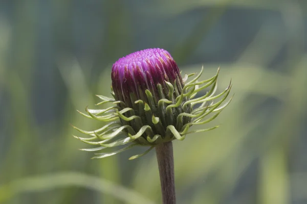 山の野生の花 — ストック写真