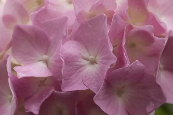 Hortensia i trädgården — Stockfoto