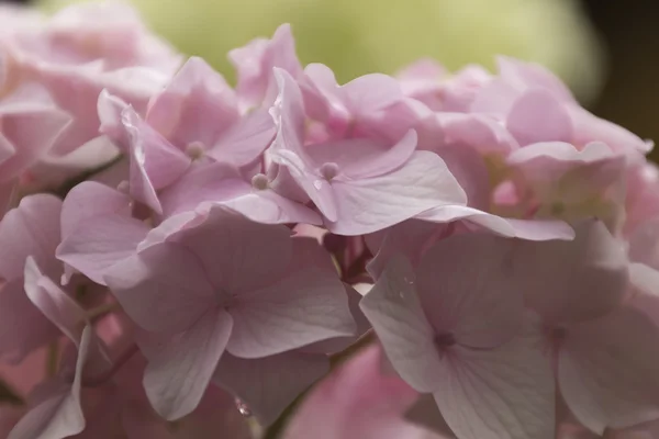 Hortensia i trädgården — Stockfoto