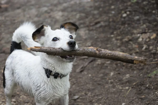 Dog carrying stick in mouth — Stock Photo, Image