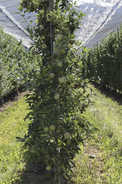 Pól obsadzonych apple — Zdjęcie stockowe