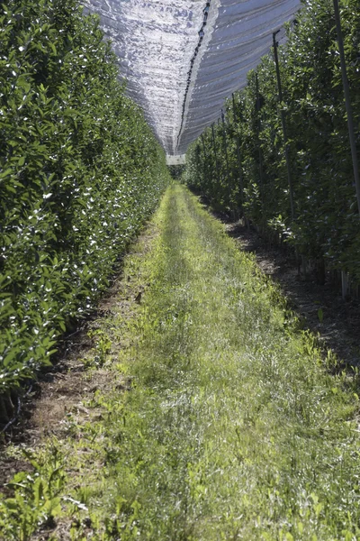 リンゴが植えられたフィールド — ストック写真