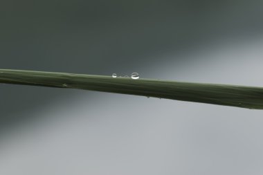 Yaprağın üzerindeki yağmur damlası