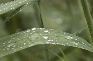 Yaprağın üzerindeki yağmur damlası