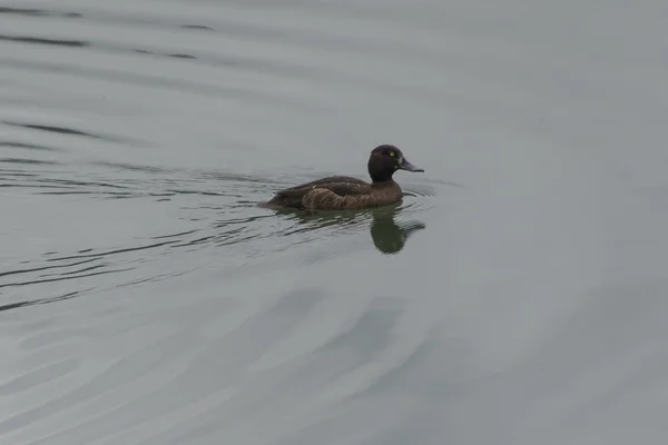 Ente am See — Stockfoto