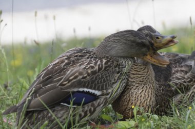 Göl üzerinde ördek