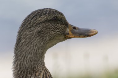 Göl üzerinde ördek