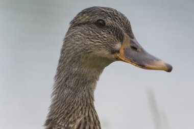 Göl üzerinde ördek