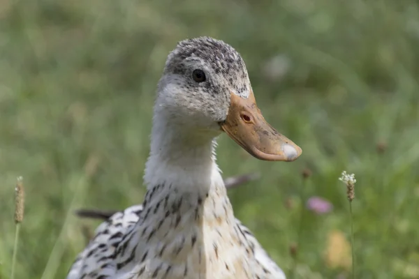 Anka på sjön — Stockfoto