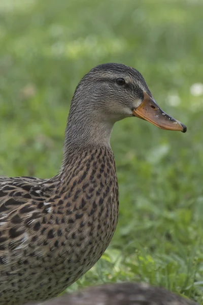 Anatra sul lago — Foto Stock