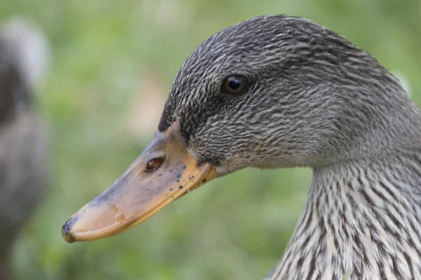 Pato no lago — Fotografia de Stock