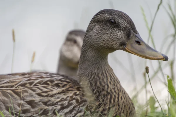 Duck on lake — Stock Photo, Image