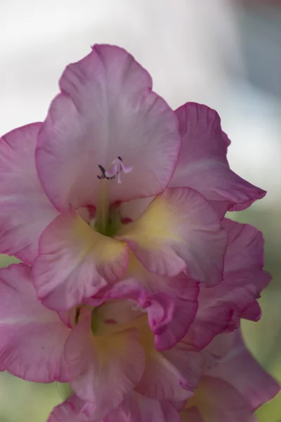 Iris mečík v květu — Stock fotografie