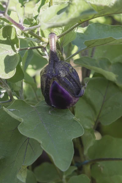 花园里的茄子 — 图库照片