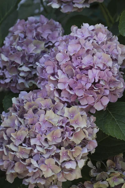 Hortensia dans le jardin — Photo