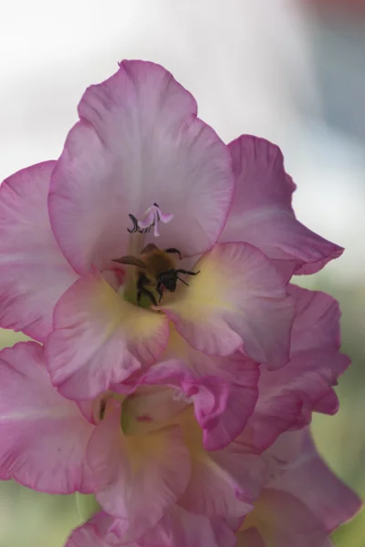 Iris gladiolus in bloom — Stock Photo, Image