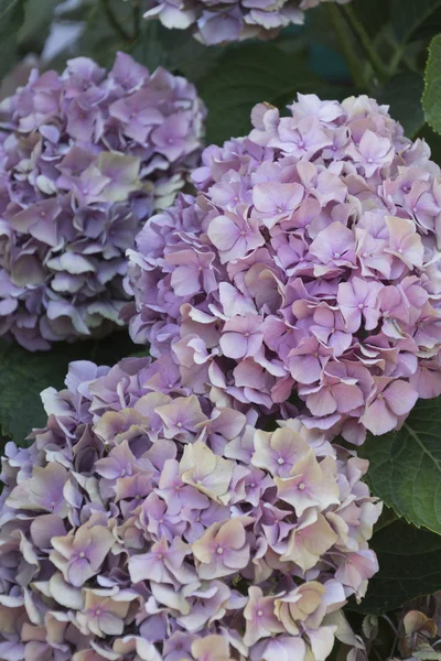 Hortensias en el jardín — Foto de Stock