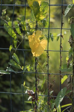 tırmanma vahşi yaprakları
