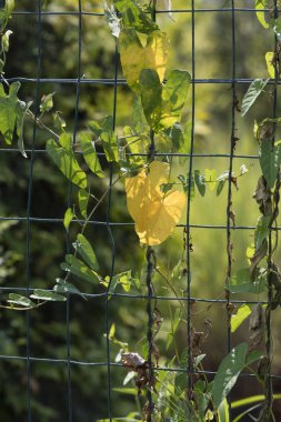 tırmanma vahşi yaprakları