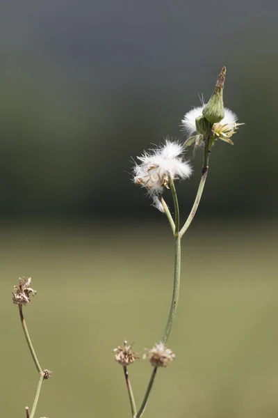 산에서 야생화 — 스톡 사진