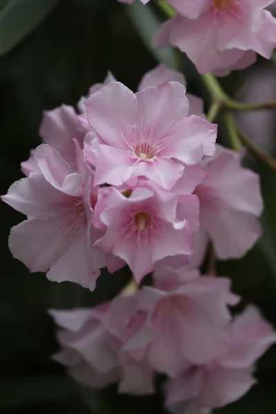 Oleander in the garden — Stock Photo, Image