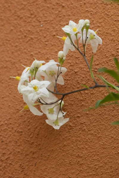 Flower on the wall — Stock Photo, Image