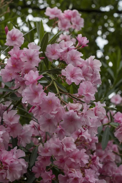 Oleander i trädgården — Stockfoto