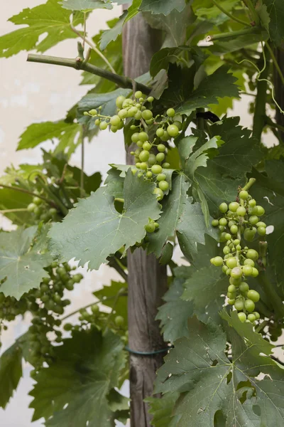 Druivenmost en wijngaard — Stockfoto