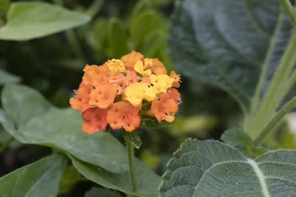 庭の花 — ストック写真