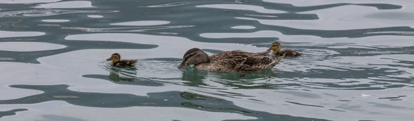 Pato com patinho no lago — Fotografia de Stock