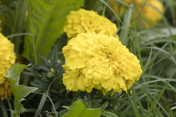 Bahçede sarı zinnia — Stok fotoğraf