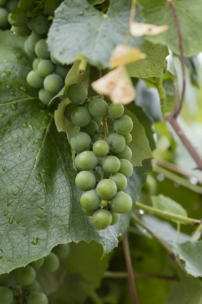 Druif en wijngaard na regen — Stockfoto