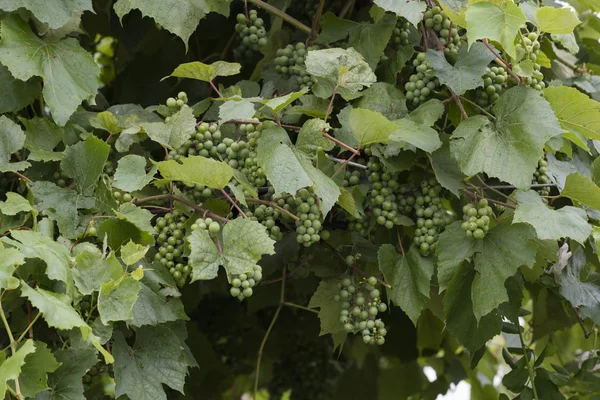 Grape and vineyard after rain — Stock Photo, Image