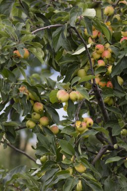 elma ağacı üzerinde