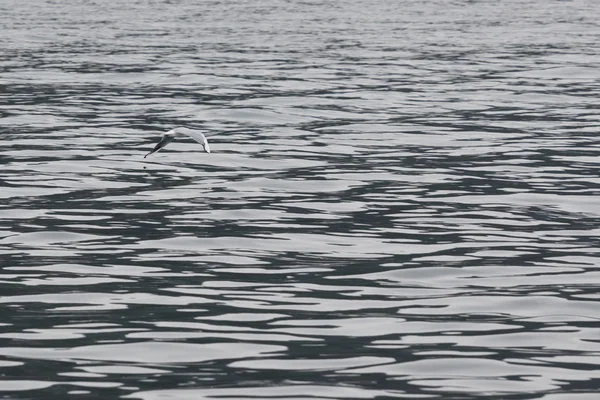 Gaivota voando no lago — Fotografia de Stock