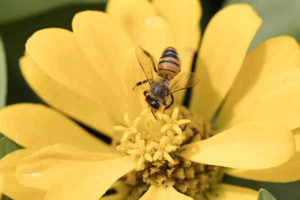 Biene auf Wildblume — Stockfoto