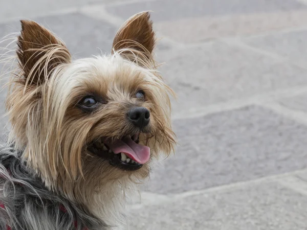 Ένας σκύλος χαριτωμένο shitzu — Φωτογραφία Αρχείου