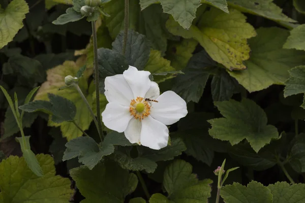 Abeille sur fleur sauvage — Photo