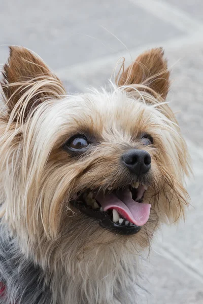 Un simpatico cane shitzu — Foto Stock