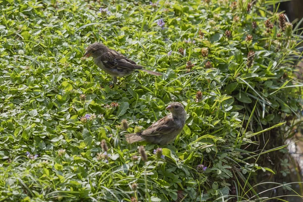 Sparrow at park — Stock Photo, Image