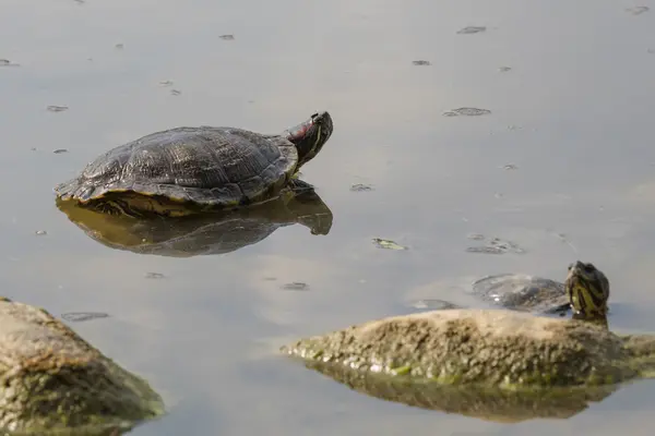 Zoetwater schildpad in de vijver — Stockfoto