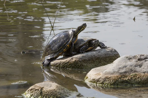 Του γλυκού νερού χελώνα στο βράχο — Φωτογραφία Αρχείου