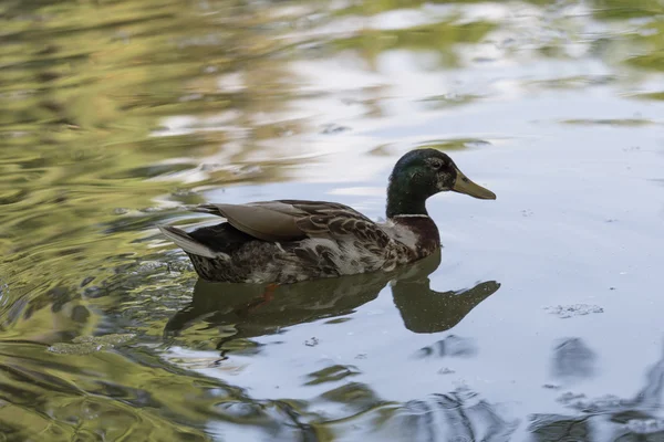 Divoká kachna v jezírku — Stock fotografie