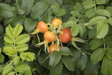 Bahçedeki Kuşburnu