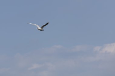 Göl üzerinde uçan martı