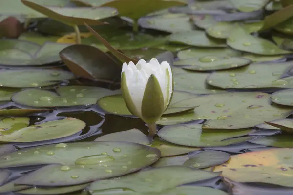 Біла лілія на воді — стокове фото