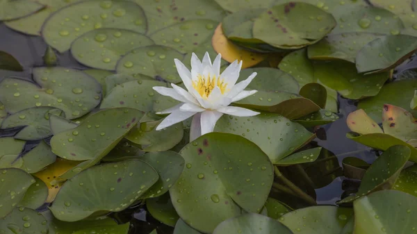 White waterlily on water — Stock Photo, Image