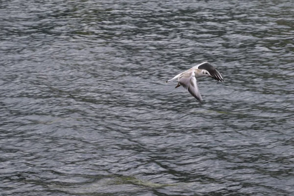 Mouette volant sur le lac — Photo